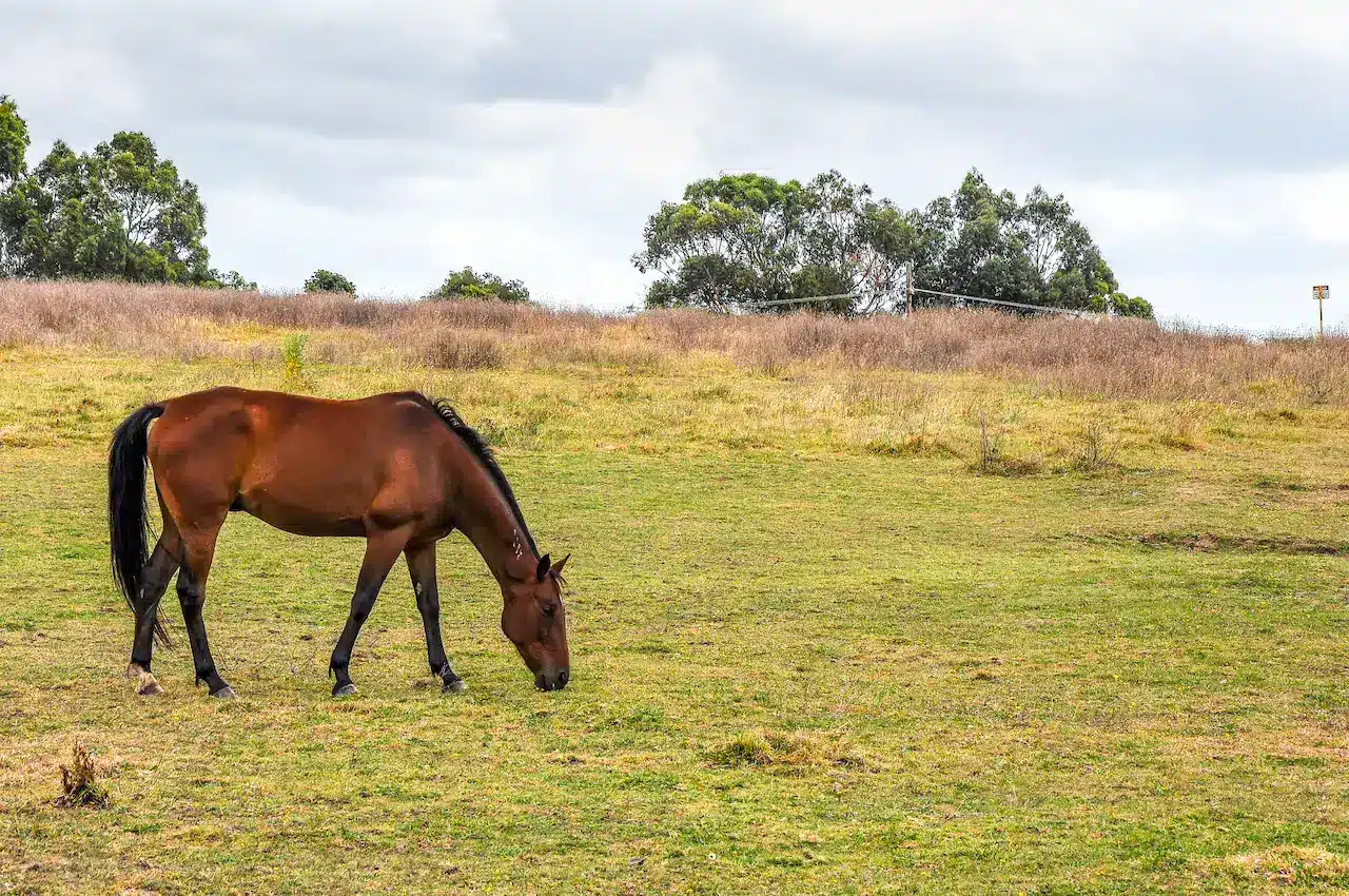 A Horse in Hampton Park Australia