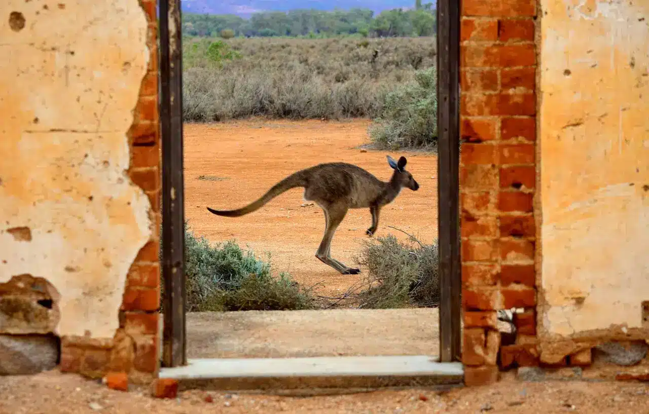 Coolaroo Kangaroo Jumping on Brown Concrete Wall