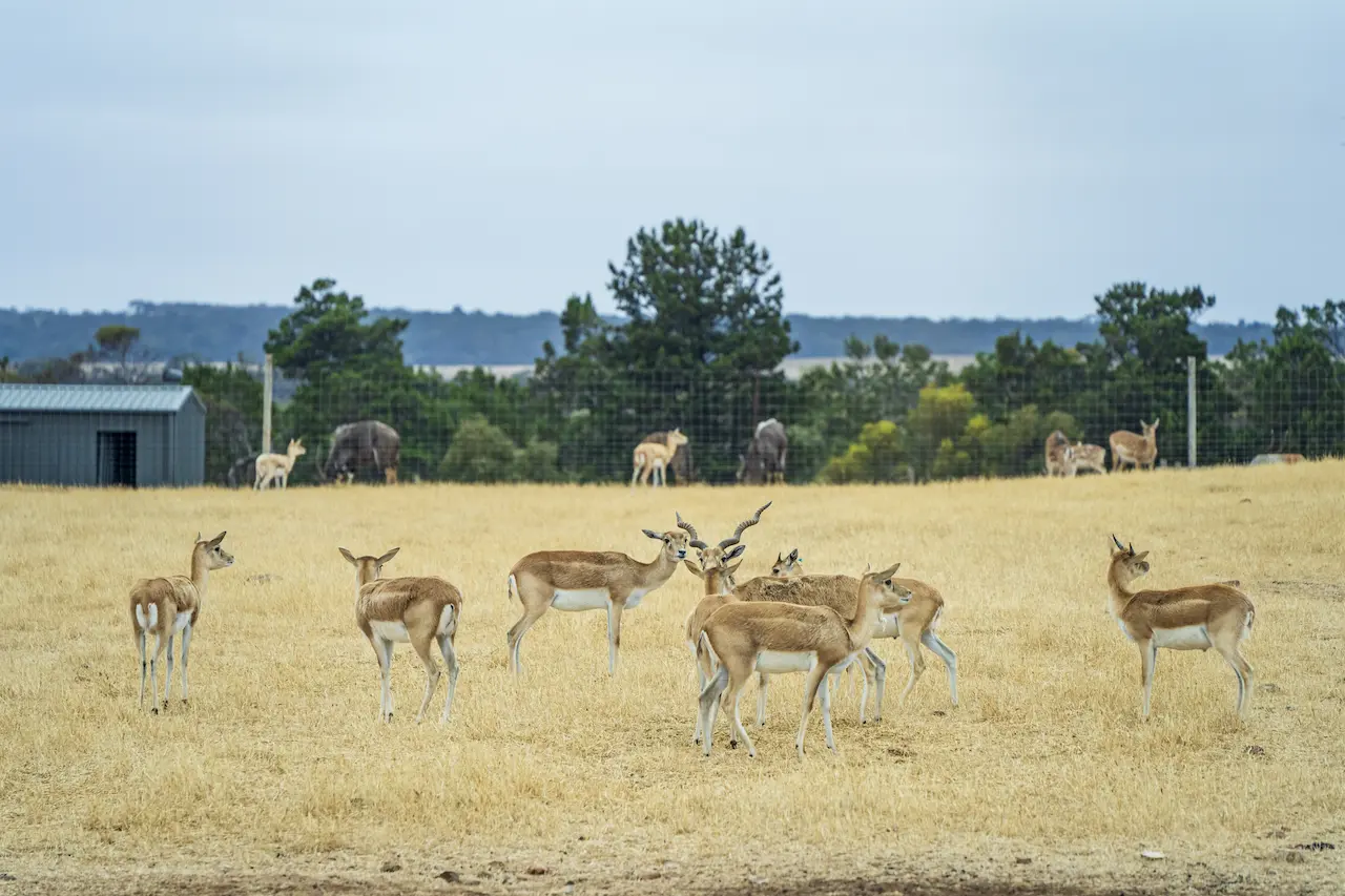 Deer in the Field in Deer Park
