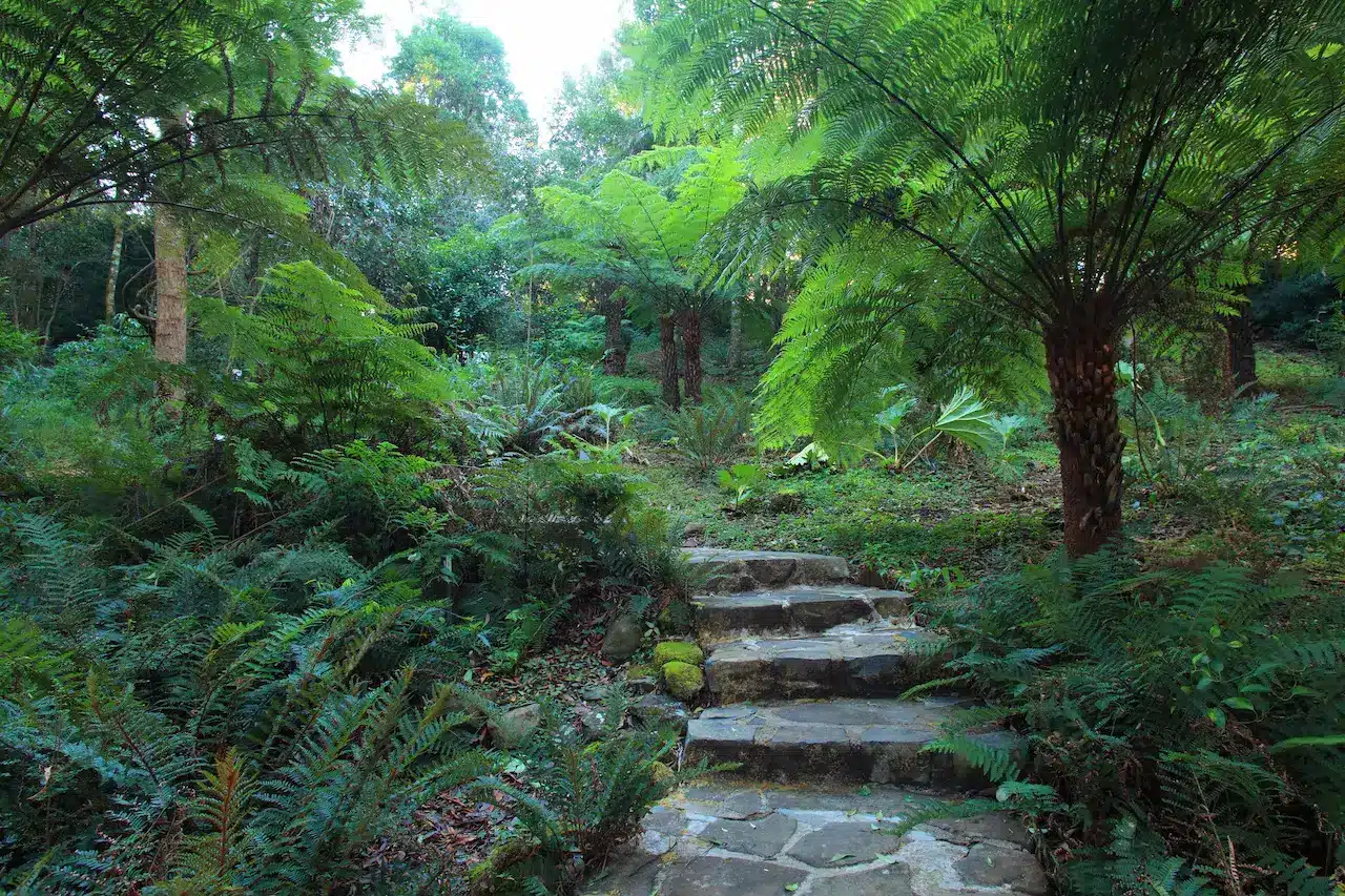 Rainforest with Granite Trail in Sassafras