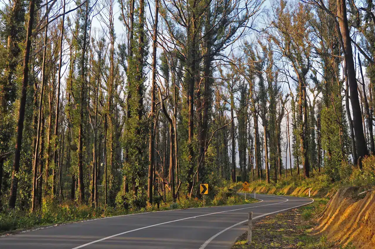 The Road Leading to Kinglake Victoria