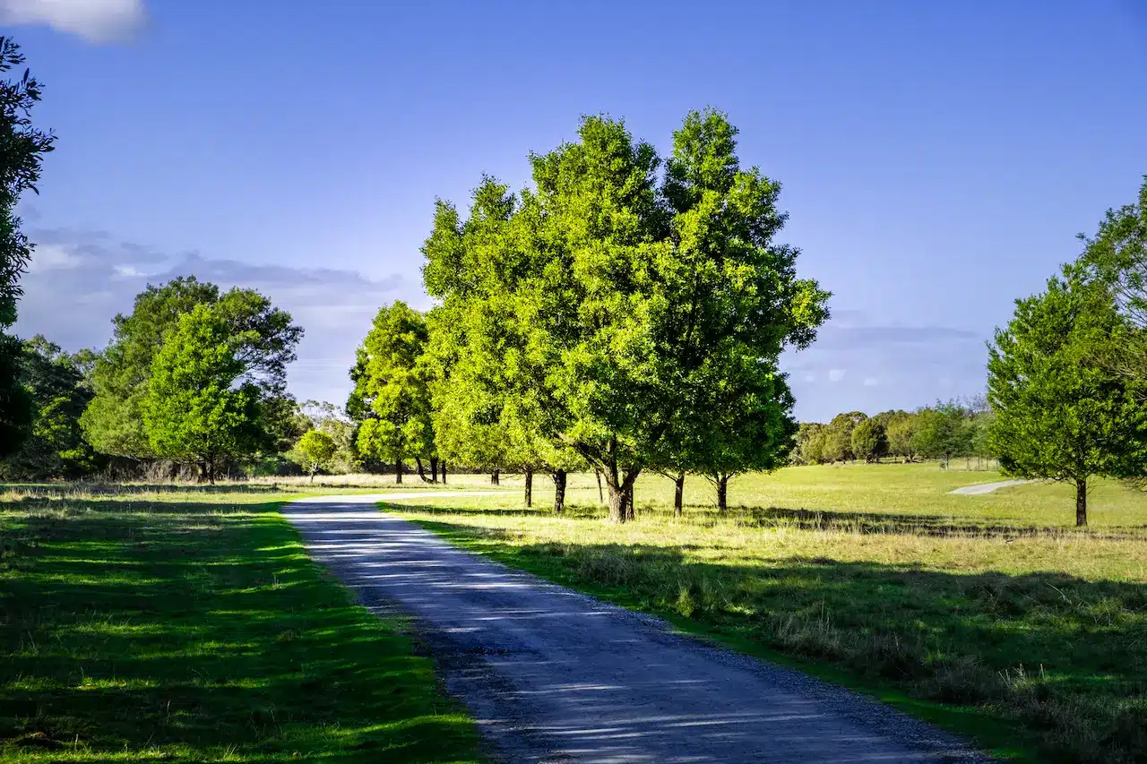 Trees and Green Grass in Cranbourne