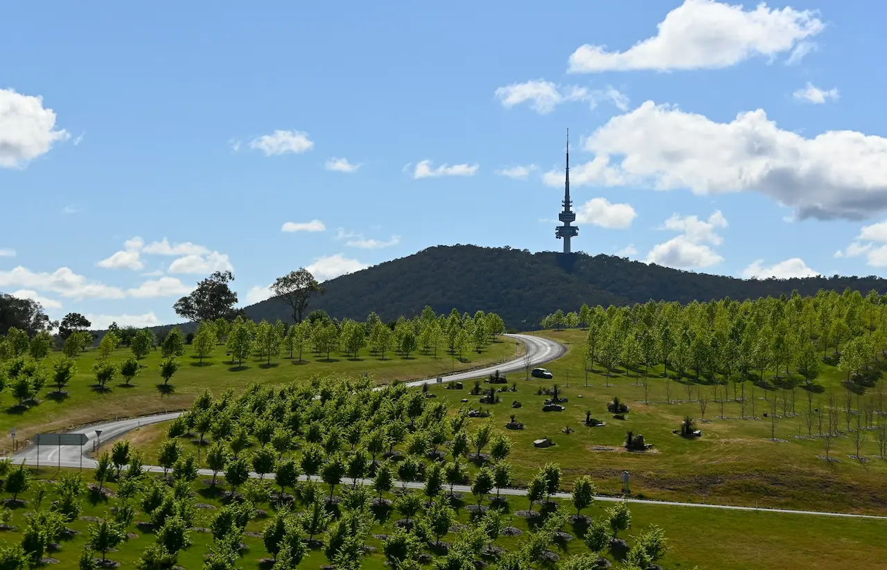 Aerial View of Green Forest