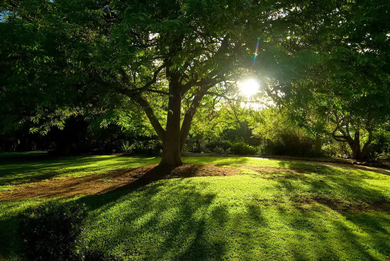 Tree at the Aspendale Gardens