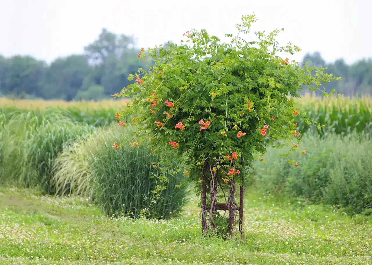 Orange Trumpet Flower in the Field of Tecoma
