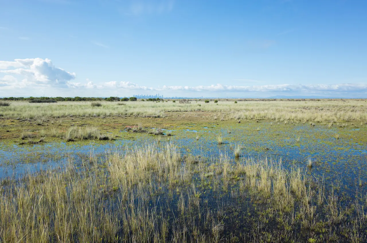 Wetland on the Outskirt of Melbourne